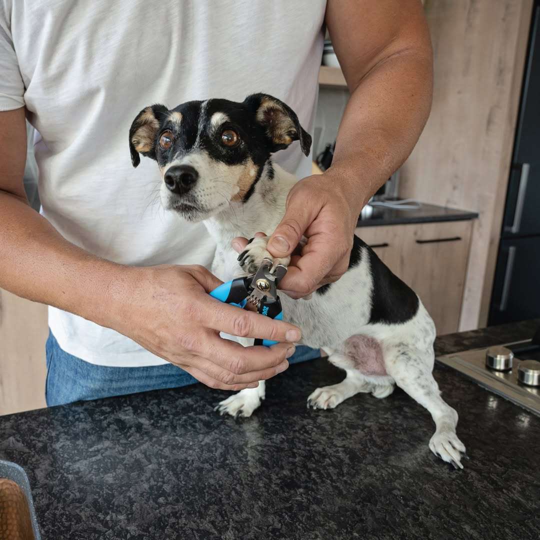 Dog Nail Clipper  Large | Robust, Comfortable Claw Care for Large Breeds