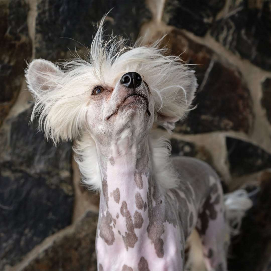 Slick Dog Brush  Large | Sturdy, Ergonomic Grooming for Larger Dogs