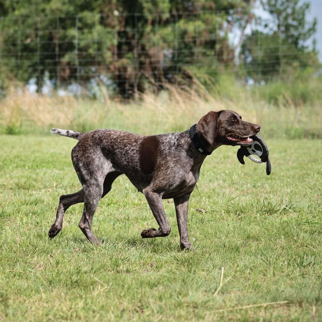 Frisbee Sloth Plush Dog Toy | Zugo | Soft, Unique Plush for Interactive Dog Play & Cuddling