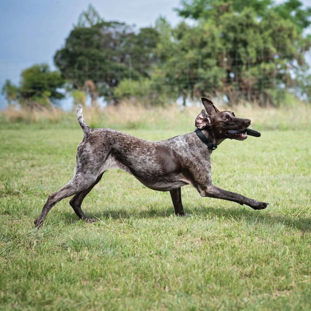 Frisbee Sloth Plush Dog Toy | Zugo | Soft, Unique Plush for Interactive Dog Play & Cuddling