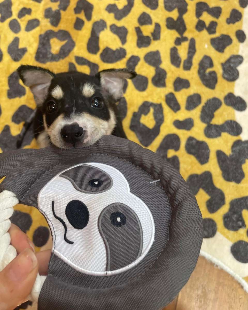 Frisbee Sloth Plush Dog Toy | Zugo | Soft, Unique Plush for Interactive Dog Play & Cuddling