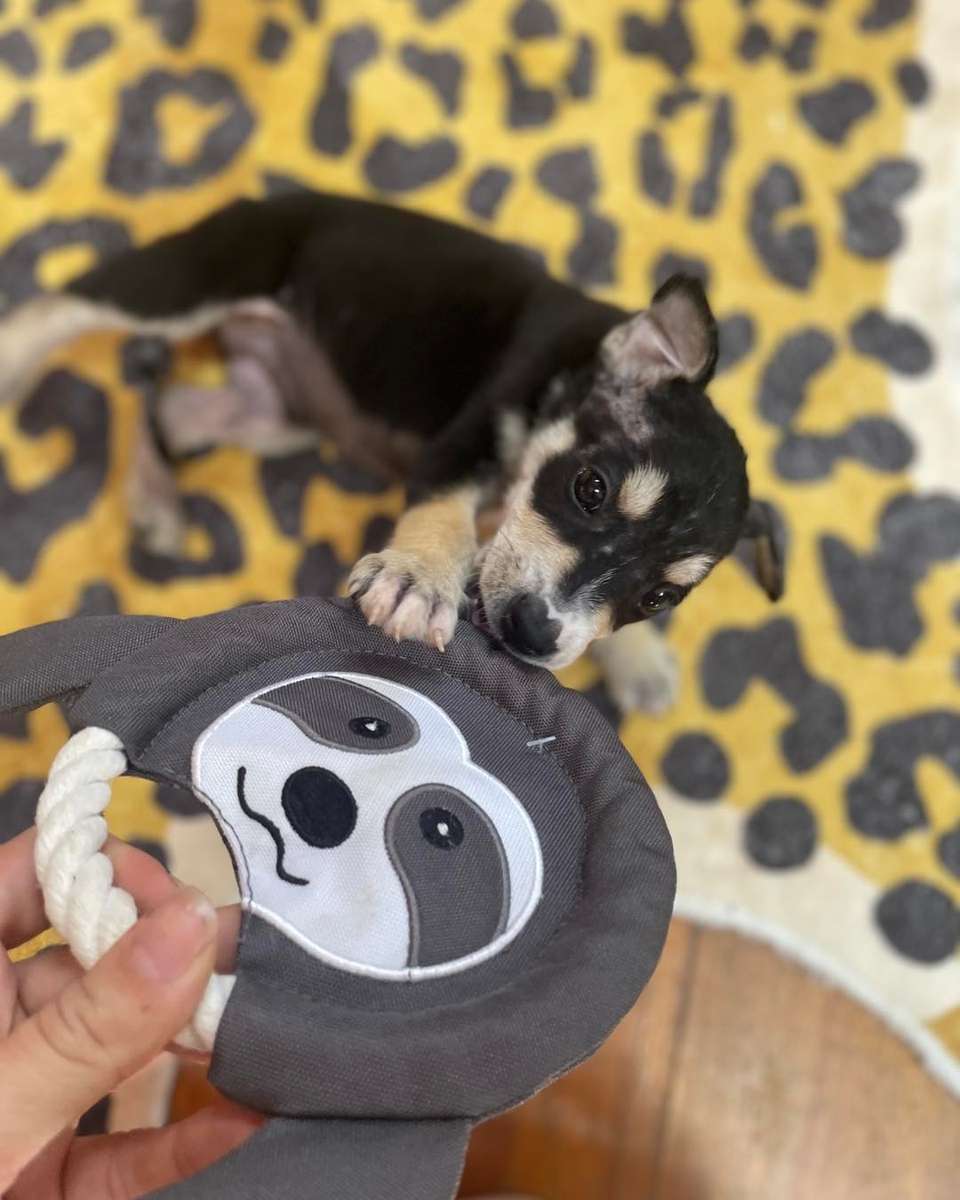 Frisbee Sloth Plush Dog Toy | Zugo | Soft, Unique Plush for Interactive Dog Play & Cuddling