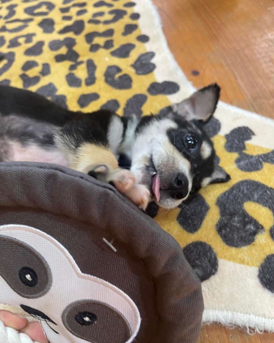 Frisbee Sloth Plush Dog Toy | Zugo | Soft, Unique Plush for Interactive Dog Play & Cuddling