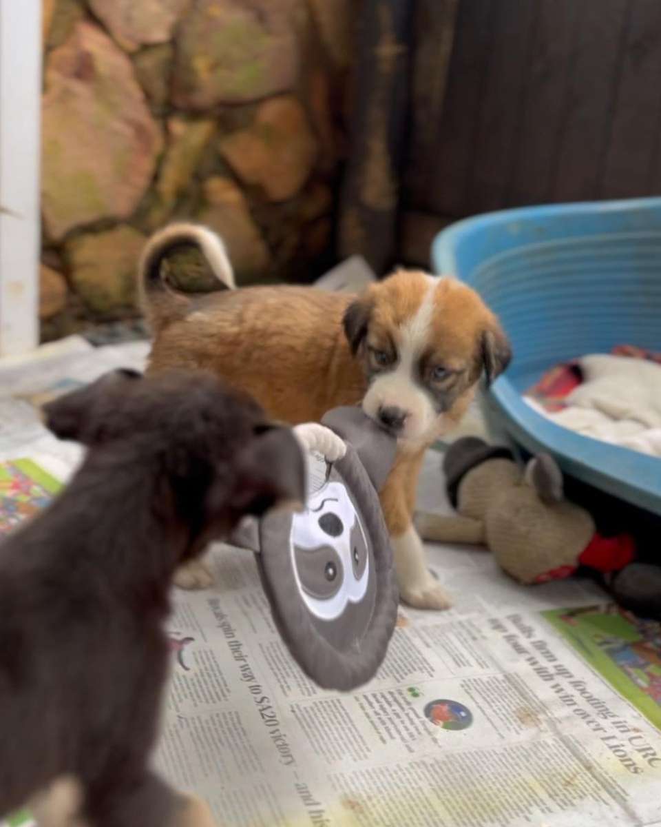 Frisbee Sloth Plush Dog Toy | Zugo | Soft, Unique Plush for Interactive Dog Play & Cuddling