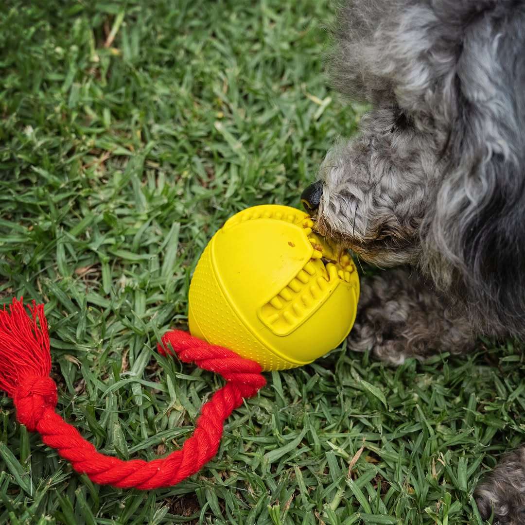 Tugball Rubber Dog Toy | Zugo | Ball & Tug Interactive Play Toy