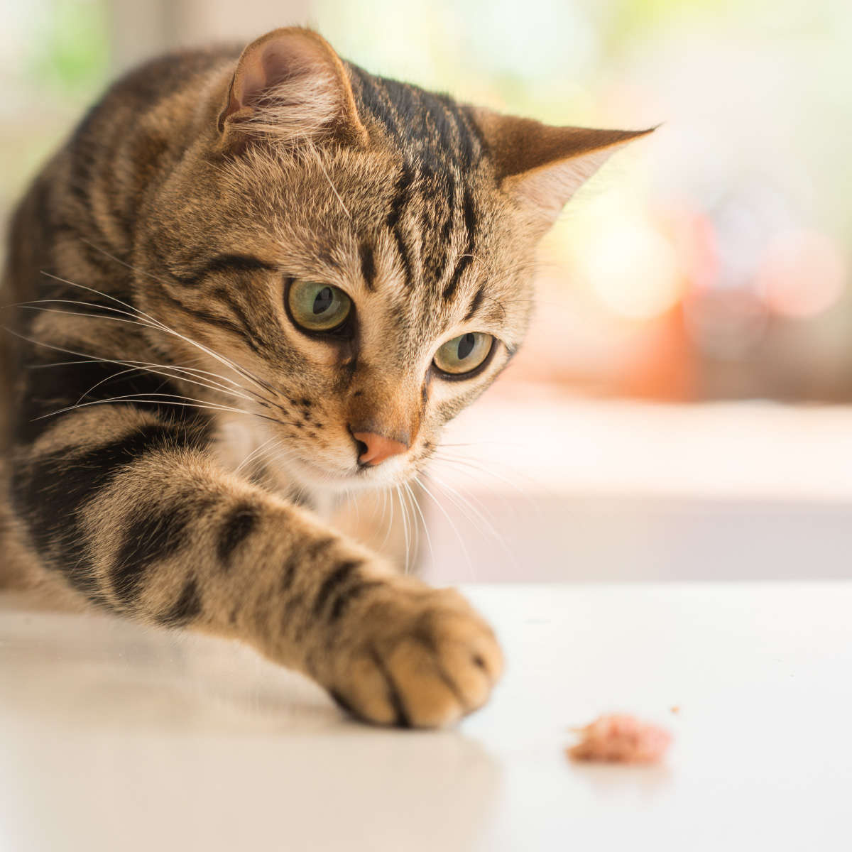 Feline Cuisine Cat Food Salmon Pate  85g Pouch | Feline Cuisine | High-Protein Fresh Salmon P...