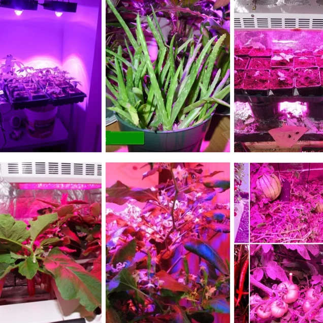 2019 New Quantum Board Plant Full Spectrum 50W COB LED Grow Light