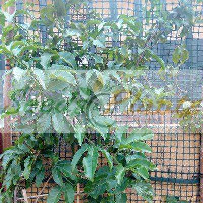 Yellow Passion Fruit - 5 Seeds