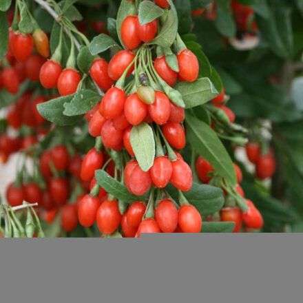 Red Goji Berry - 10 Seeds