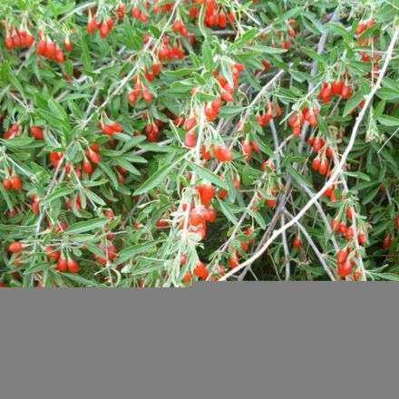 Red Goji Berry - 10 Seeds
