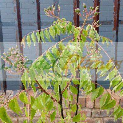 Curry Leaf (Murraya koenigii) - 5 Seeds/Berries