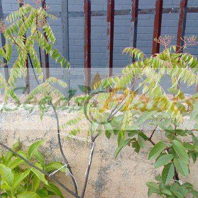 Curry Leaf (Murraya koenigii) - 5 Seeds/Berries