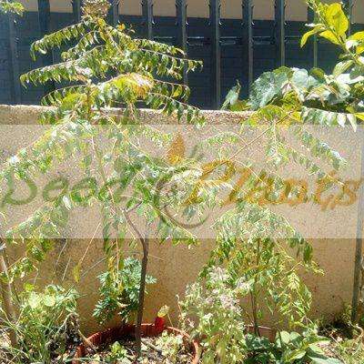 Curry Leaf (Murraya koenigii) - 5 Seeds/Berries