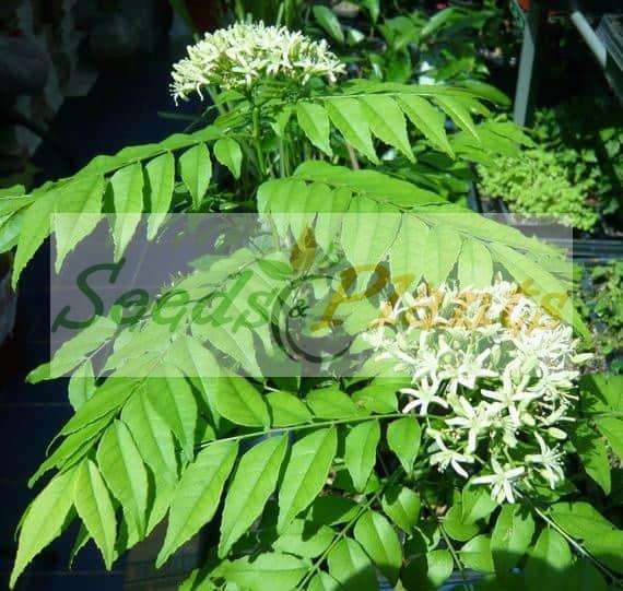 Curry Leaf (Murraya koenigii) - 5 Seeds/Berries