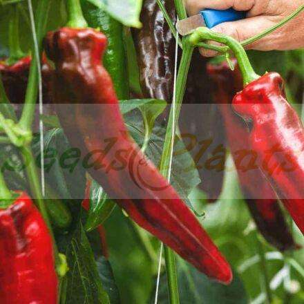 Sweet Palermo Pepper - 5 Seeds