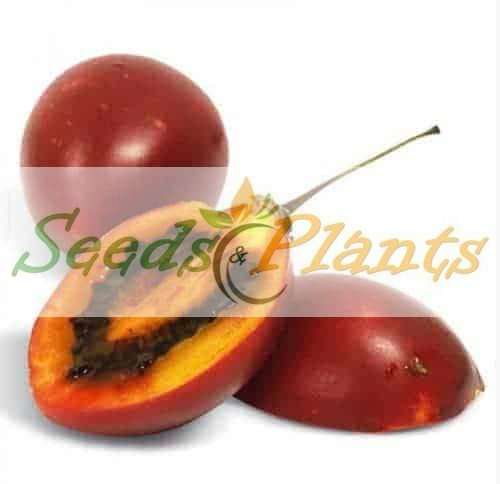 Tamarillo - 10 Seeds