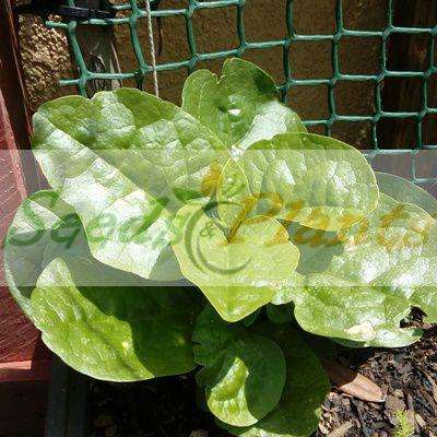 Green Malabar Spinach - 5 Seeds