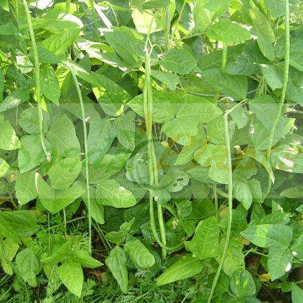 Orient Wonder Yard Long Beans - 5 Seeds