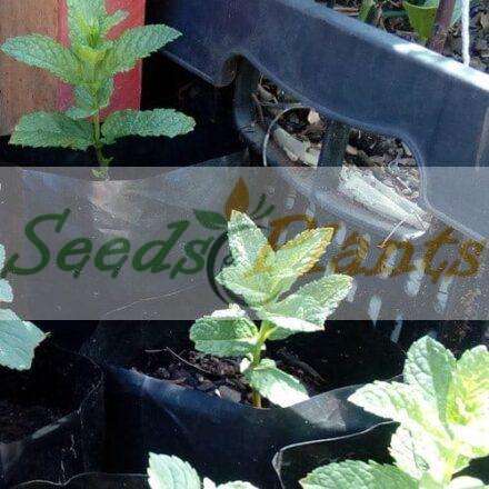 Spearmint Plant - 1 Small Plant