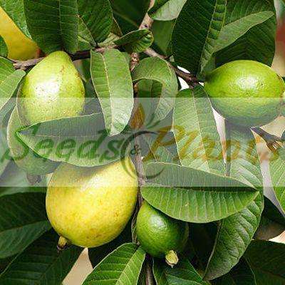 Guava Tree Seeds - 5 Seeds