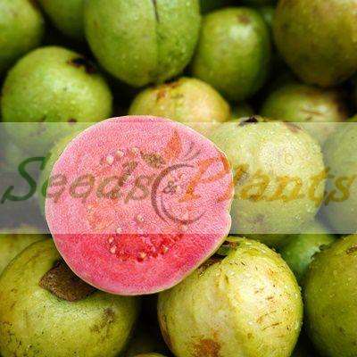 Guava Tree Seeds - 5 Seeds