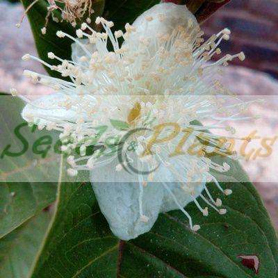 Guava Tree Seeds - 5 Seeds