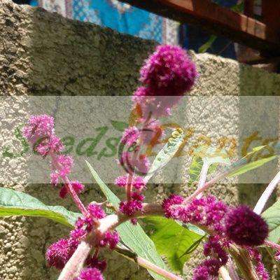 Dreadlocks Amaranth - 20 Seeds