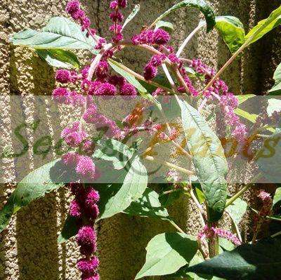 Dreadlocks Amaranth - 20 Seeds
