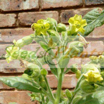 Golden Virginia Tobacco - 100 Seeds
