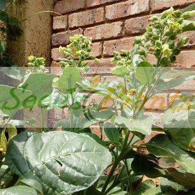 Golden Virginia Tobacco - 100 Seeds