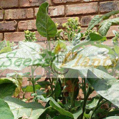 Golden Virginia Tobacco - 100 Seeds