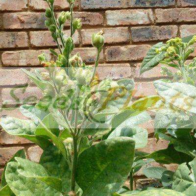 Golden Virginia Tobacco - 100 Seeds