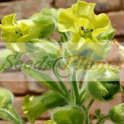 Golden Virginia Tobacco - 100 Seeds