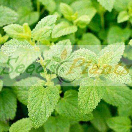Lemon Balm - 20 Seeds