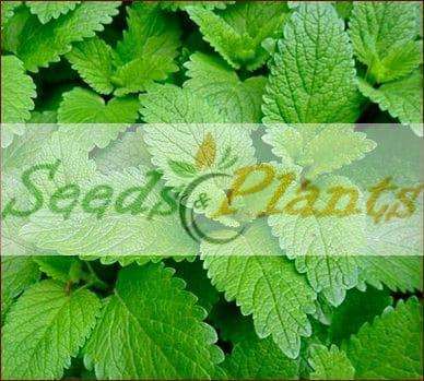 Lemon Balm - 20 Seeds