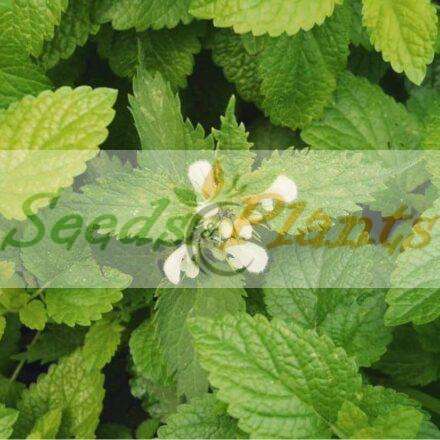 Lemon Balm - 20 Seeds