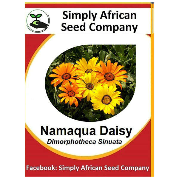 Namaqualand Daisy Seeds