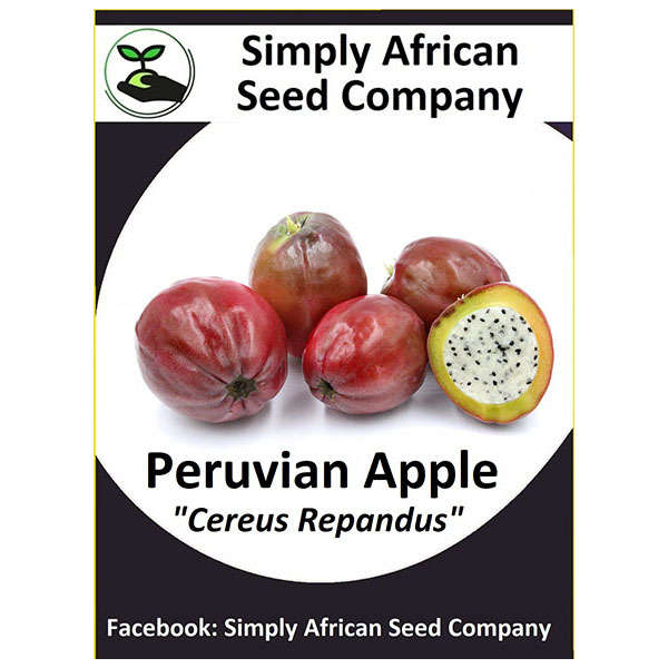 Peruvian Apple Seeds