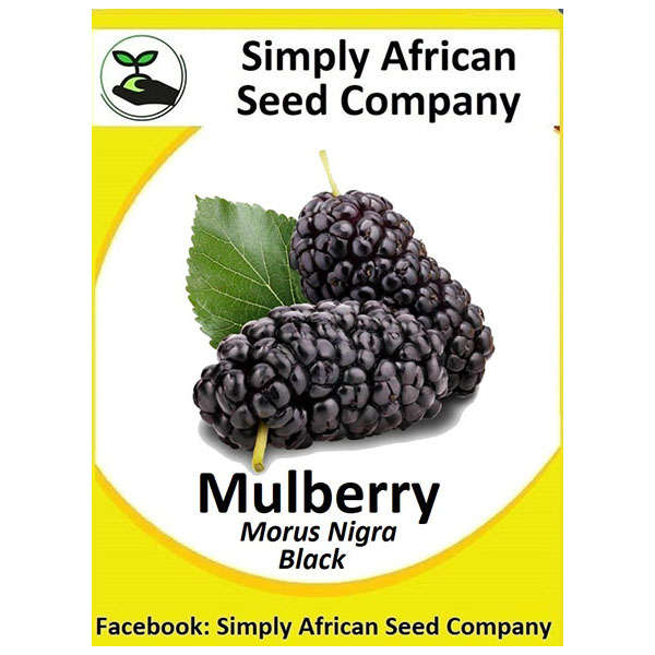 Mulberry Black Seeds