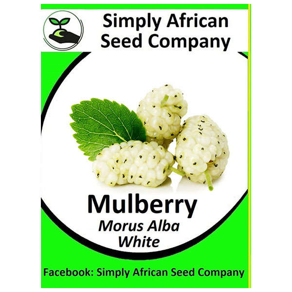 White Mulberry Seeds