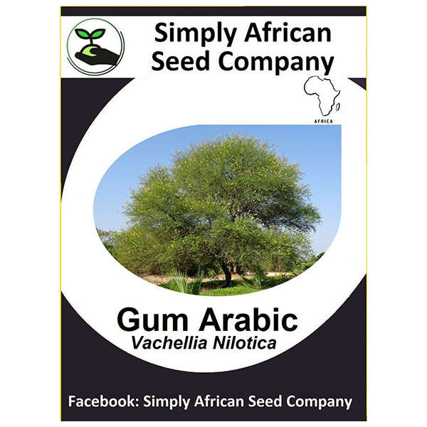 Gum Arabic Tree (Vachellia Nicotica) 6's