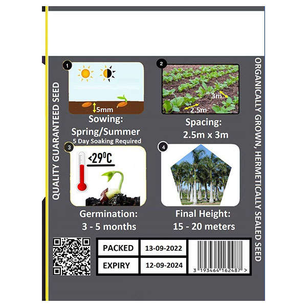 Florida Royal Palm Seeds