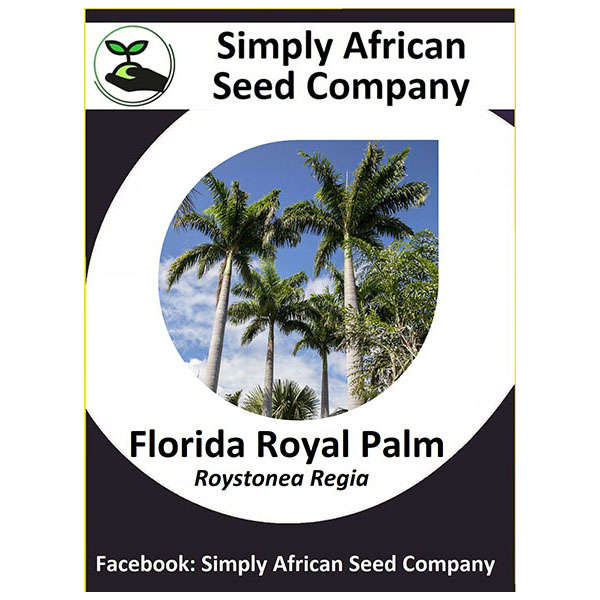 Florida Royal Palm (Roystonea Regia) 6's