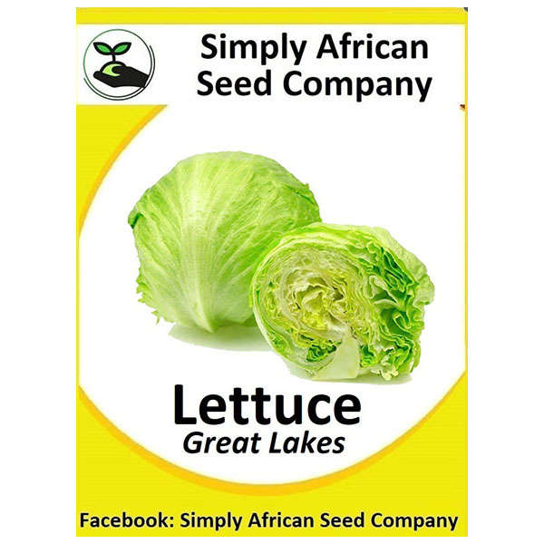 Lettuce Great Lakes Seeds