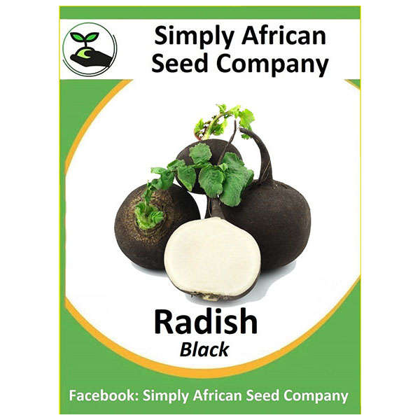 Radish Black 30's
