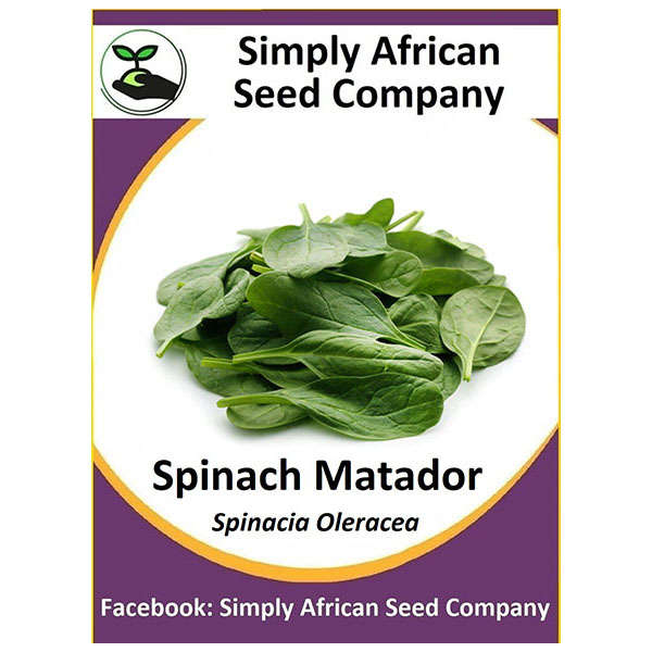 Spinach Matador Seeds