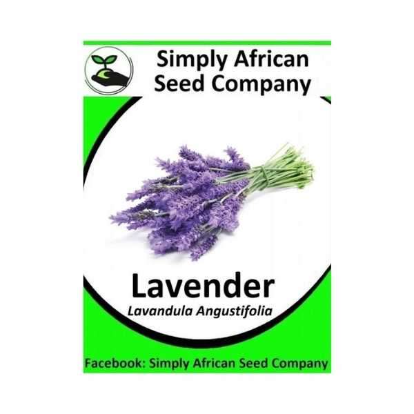 Lavender (Lavandula Angustifolia)100's