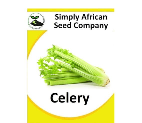 Celery 100's