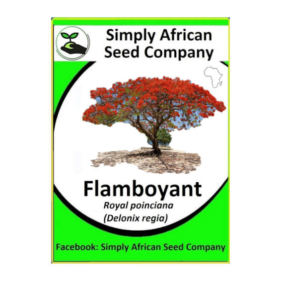 Flamboyant Tree (Delonix Regia) (Royal Poinciana)