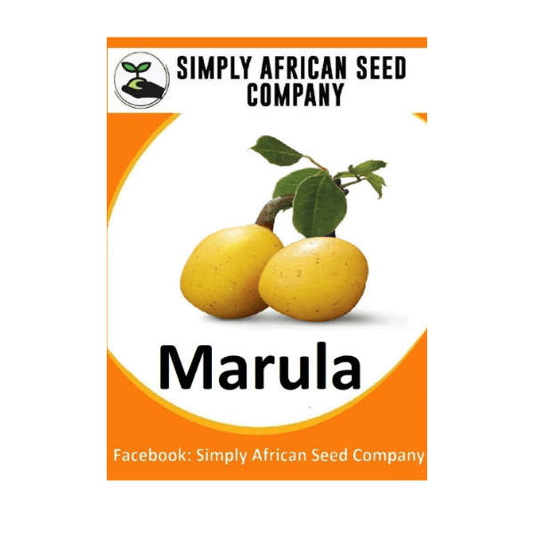 Marula Seeds